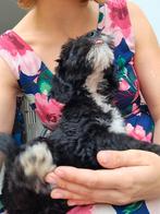 Dwergpoedel kruising pups, CDV (hondenziekte), Overige rassen, 8 tot 15 weken, Meerdere