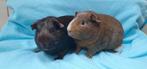 2 super lieve jonge cavia's, Dieren en Toebehoren, Knaagdieren, Cavia, Mannelijk, Tam, Oktober