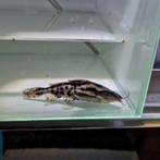 Megalodoras uranoscopus iriwini, Dieren en Toebehoren, Vissen | Aquariumvissen, Vis, Zoetwatervis