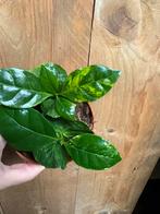 Coffea arabica koffieplant koffie aurea yellow albo wit, Huis en Inrichting, Kamerplanten, Ophalen of Verzenden, Halfschaduw, Minder dan 100 cm