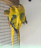 Bonte elegant parkiet mannen gevraagd, Dieren en Toebehoren, Mannelijk, Parkiet, Geringd