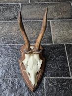 Ree Gewei op trofee plank jacht mancave overkapping d72, Ophalen of Verzenden, Gebruikt, Hert, Gewei of Kop