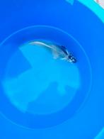 Mooie koi, Dieren en Toebehoren, Vissen | Vijvervissen, Karper of Koi