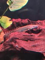 Bichir polypterus ornatipinnis, Dieren en Toebehoren, Vis