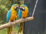 Koppel blauwgele ara, Dieren en Toebehoren, Vogels | Parkieten en Papegaaien, Meerdere dieren, Papegaai, Pratend