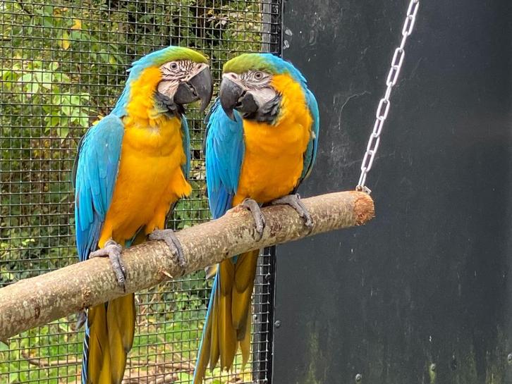 Koppel blauwgele ara, Dieren en Toebehoren, Vogels | Parkieten en Papegaaien, Papegaai, Meerdere dieren, Pratend, Tam, Geringd