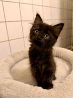 Mooie, lieve kitten van prachtige Ragdoll moeder, Kater