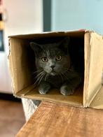 Britse korthaar DEKKATER, Dieren en Toebehoren, Katten en Kittens | Dekkaters, 0 tot 2 jaar