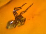 Birmees Amber (V2) met insluiting van Arachnida spin., Verzenden, Fossiel