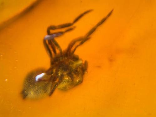 Birmees Amber (V2) met insluiting van Arachnida spin., Verzamelen, Mineralen en Fossielen, Fossiel, Verzenden