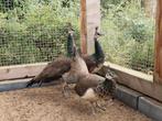 3 jonge blauwe pauwen, Dieren en Toebehoren, Pluimvee, Meerdere dieren, Overige soorten