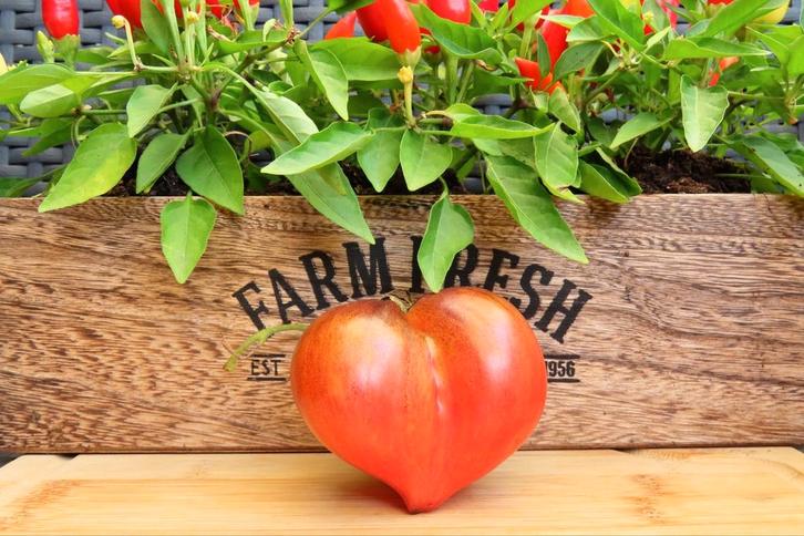 diverse tomatenzaden en peperzaden, Tuin en Terras, Bloembollen en Zaden, Volle zon, Ophalen of Verzenden