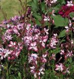 Gaura, prachtkaars, Overige soorten, Volle zon, Vaste plant, Ophalen of Verzenden