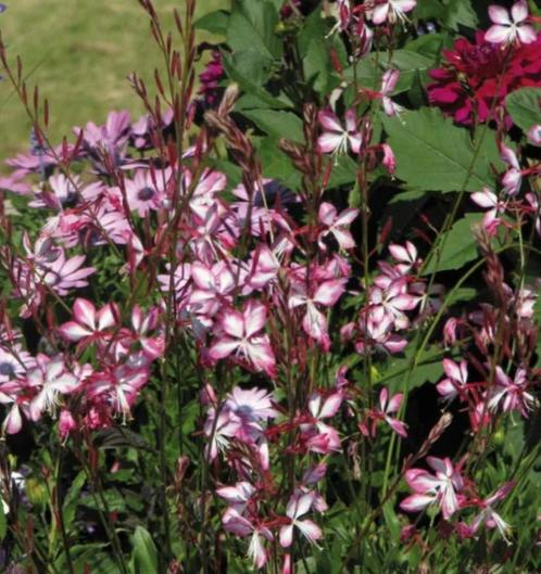Gaura, prachtkaars, Tuin en Terras, Planten | Tuinplanten, Vaste plant, Overige soorten, Volle zon, Zomer, Ophalen of Verzenden