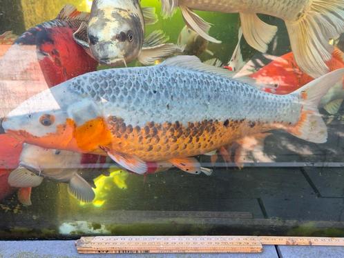 Asagi +-50 cm gezond, Dieren en Toebehoren, Vissen | Vijvervissen, Karper of Koi