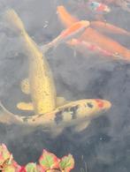 Koi's, Karper of Koi
