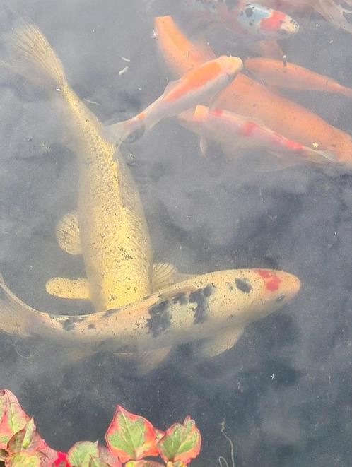 Koi's, Dieren en Toebehoren, Vissen | Vijvervissen, Karper of Koi