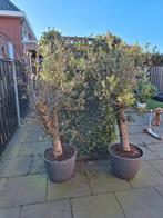 Olijfbomen, Tuin en Terras, Planten | Bomen, Lente, 100 tot 250 cm, Olijfboom, Ophalen
