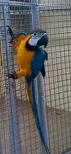 te koop blauwgeel ara, Dieren en Toebehoren, Vogels | Parkieten en Papegaaien, Mannelijk, Papegaai, Pratend