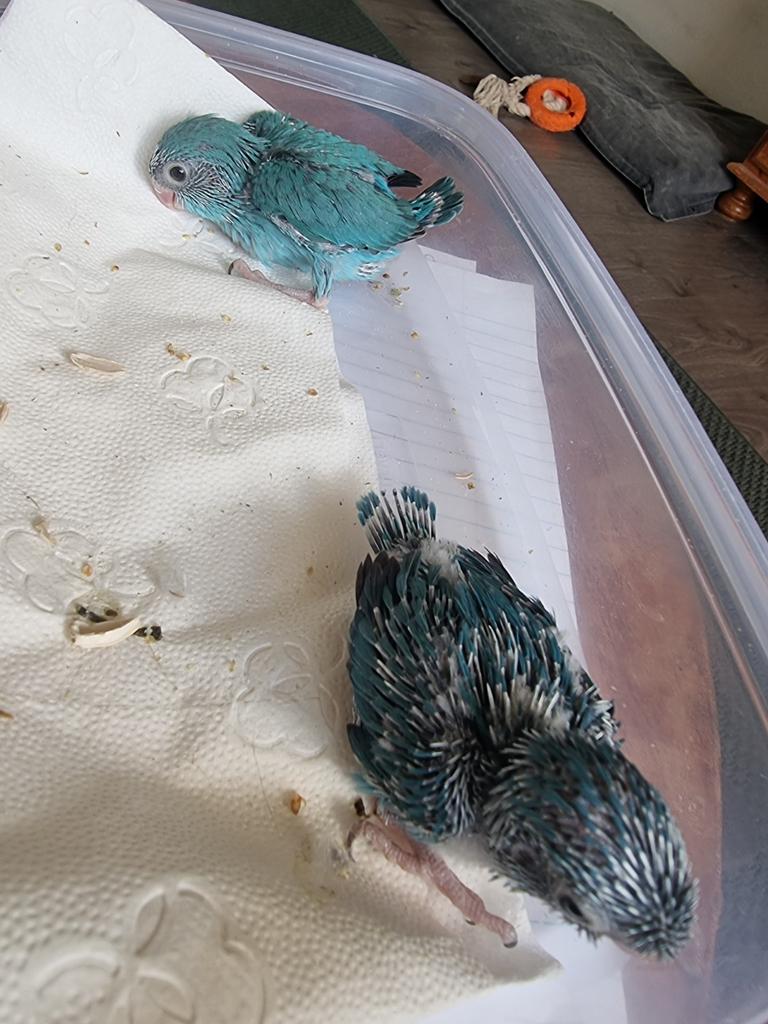 2 baby forpussen, mooiste kleuren vogels, Meerdere dieren, Dwergpapegaai of Agapornis, Tam