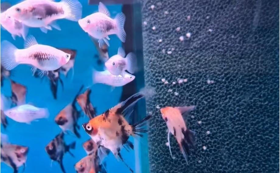 Maanvis XL - mix - Koidreams Valburg, Dieren en Toebehoren, Vis, Zoetwatervis