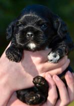 Lieve Amerikaanse Cockerspaniel puppen, Parvo, Reu, 8 tot 15 weken, Meerdere
