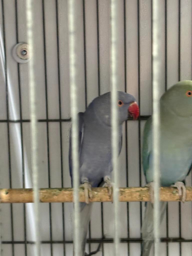 Drie Halsband parkieten poppen.Zie omschrijving, Dieren en Toebehoren, Vogels | Parkieten en Papegaaien, Vrouwelijk, Parkiet, Geringd