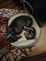 Teckel, Dieren en Toebehoren, Honden | Teckels en Dashonden, Reu, 8 tot 15 weken, Eén hond, Nederland