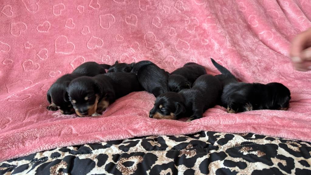 Prachtige dwergteckel pups- nu te reserveren, 8 tot 15 weken, Dwerg, Parvo, Meerdere