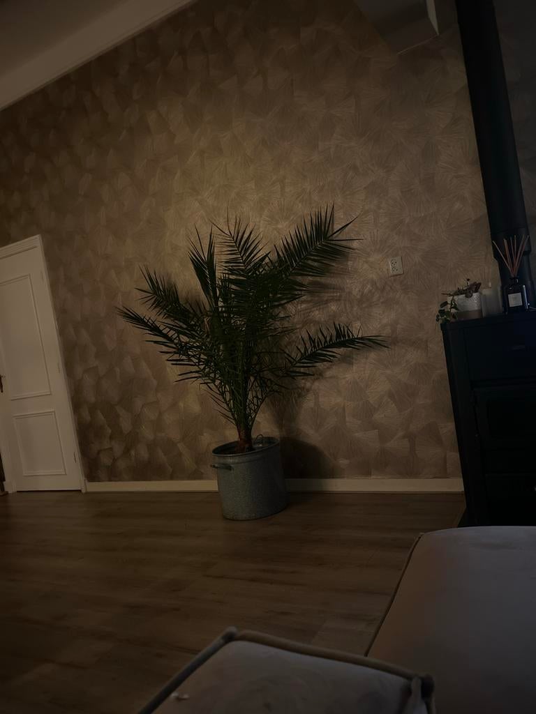Palm zonder pot te koop, Ophalen, 100 tot 150 cm, Palm, Halfschaduw