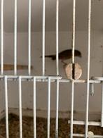 Mexicaanse roodmus man met kooi., Mannelijk, Zangkanarie