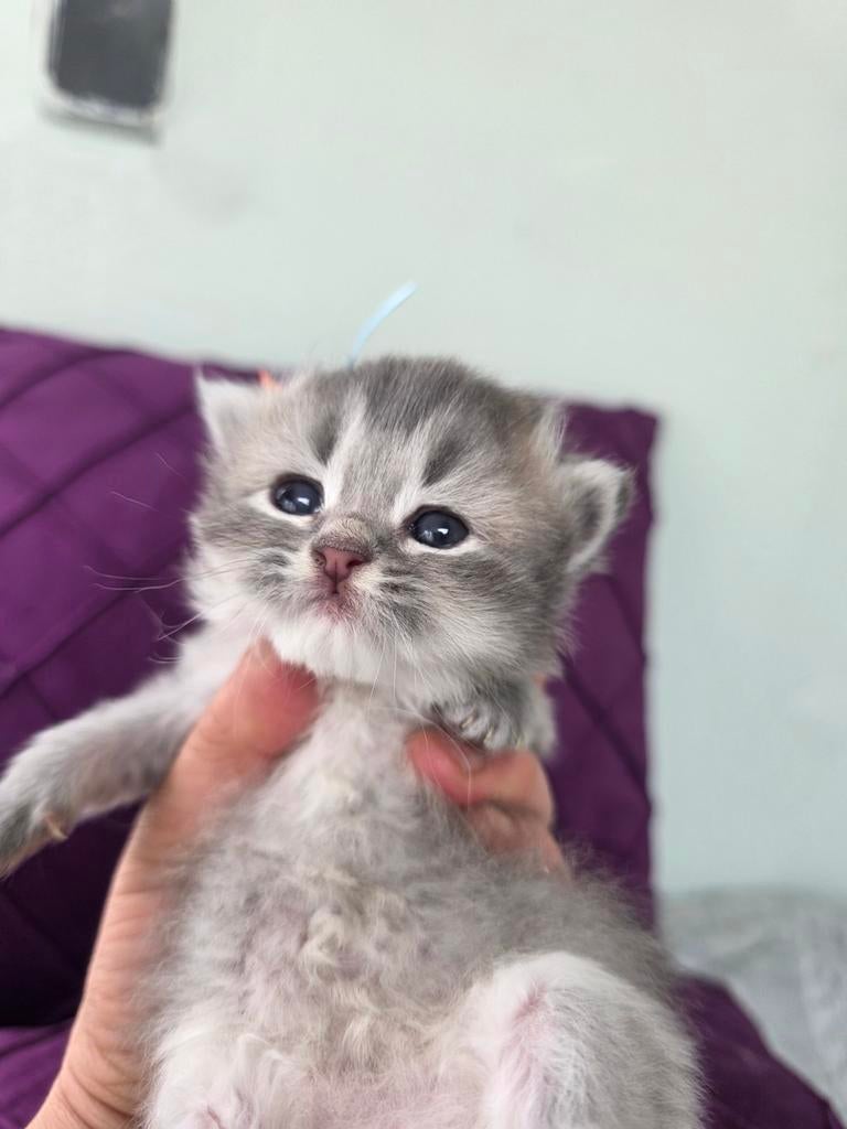 Puur perzische kittens, Dieren en Toebehoren