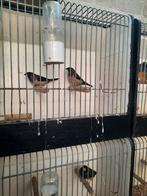 2 mooie koppels japanse meeuwtjes, Meerdere dieren, Tropenvogel