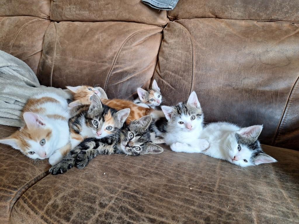 Alle kittens gereserveerd!!, Dieren en Toebehoren, Katten en Kittens | Overige Katten, Meerdere dieren, Kortharig, 0 tot 2 jaar