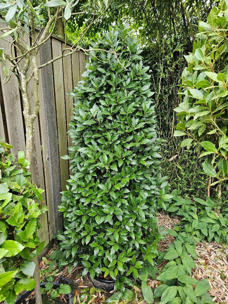 Echte laurier Laurus nobilis, Ophalen, Overige soorten, Volle zon