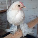 Sabelpoot haan Geboren 18 februari, Dieren en Toebehoren, Mannelijk, Kip