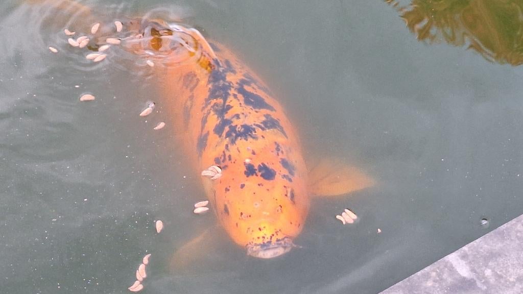 Koikarpers, Dieren en Toebehoren, Vissen | Vijvervissen, Karper of Koi