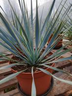 Yucca Rostrata Agave Fortunei palmen Yucca Elephantipes, Ophalen, Overige soorten, Volle zon