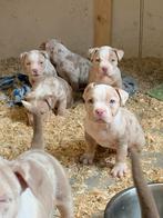 American bully pocket pups, België, Particulier, 8 tot 15 weken, Parvo