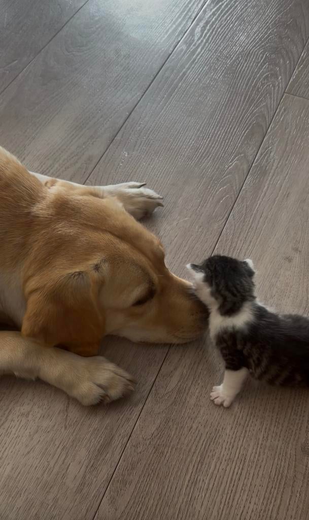 Lieve sociale kitten. (Katertje) moeder britse langhaar, Kater