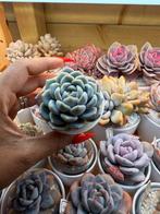 Echeveria Ice Jade - Prachtige Succulent voor uw Collectie, Huis en Inrichting, Ophalen of Verzenden
