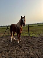 Te koop lieve Welsh B pony’s, Ruin, B pony (1.17m tot 1.27m), 3 tot 6 jaar