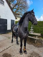 Prachtige friese merrie te koop, Dieren en Toebehoren, Paarden, Merrie, Dressuurpaard, Met stamboom, B