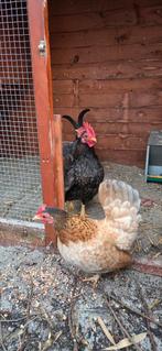 Koppel blauwtarwe serama's, Dieren en Toebehoren, Pluimvee, Meerdere dieren, Kip