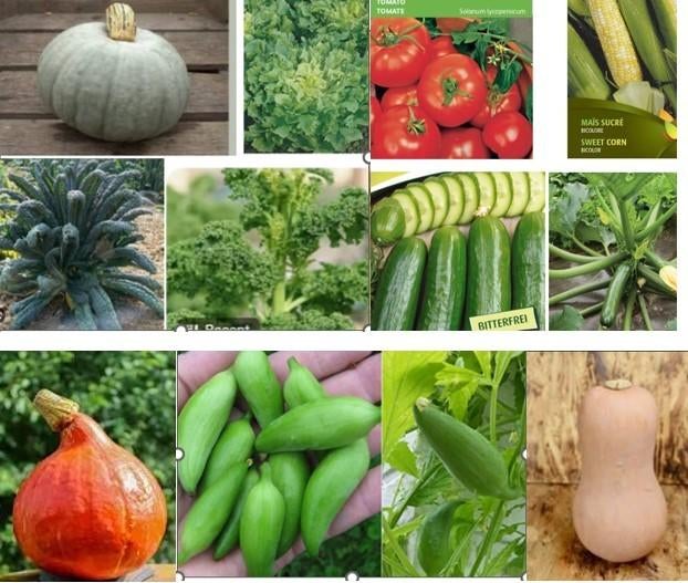 moestuin plantjes, Ophalen, Volle zon, Groenteplanten, Eenjarig