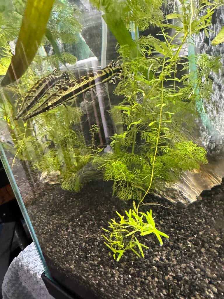 Gezocht, jonge gar, Dieren en Toebehoren