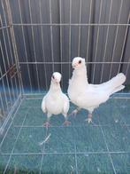 Koppel duiven, Meerdere dieren, Overige soorten