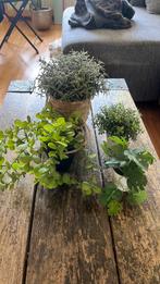 Decor plastic plants, Ophalen of Verzenden, Zo goed als nieuw