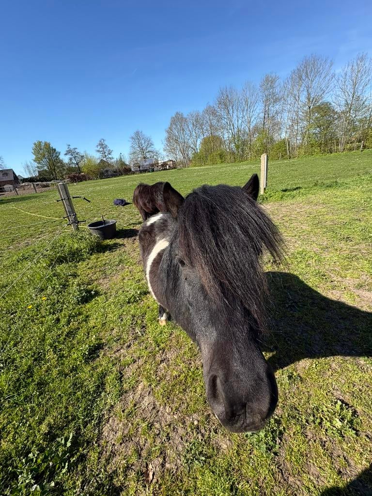 Bonte shetlander te koop, Gechipt, Hengst, A pony (tot 1.17m), 3 tot 6 jaar
