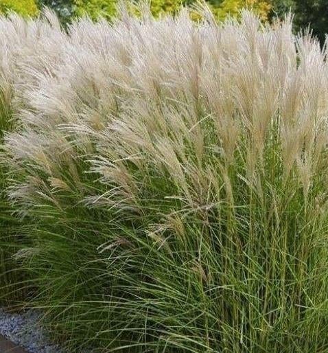 Miscanthus sinensis 'Kleine Silberspinne' (Prachtriet), Tuin en Terras, Planten | Tuinplanten, Ophalen, Volle zon, Vaste plant